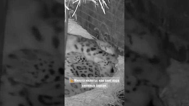 ?Минута милоты: как спит пара снежных барсов. смотреть онлайн