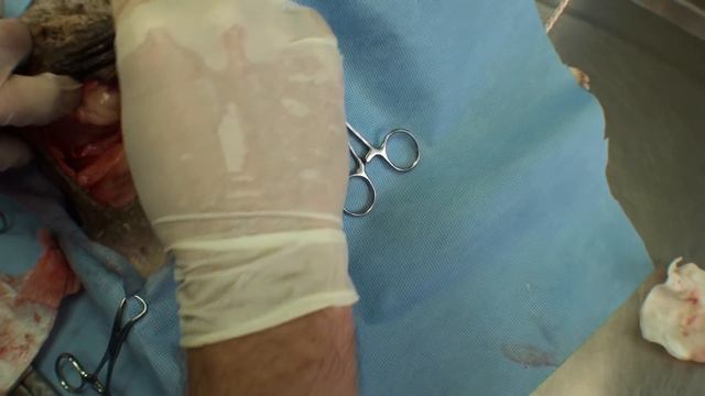 Giant Abdominal Hernia, Chihuahua, Graphic Surgery смотреть онлайн