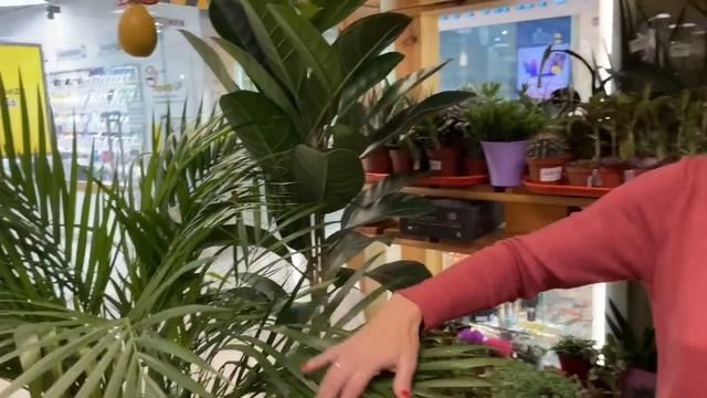 #13 Обзор поставки комнатных растений. Домашние цветы - от экзотики до классик смотреть онлайн