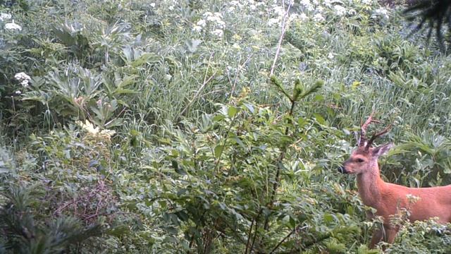 Жизнь в сибирском лесу_ самец косули сибирской.