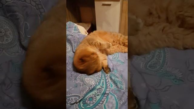 Золотая шиншилла #Байкал #скоттишфолд смотреть онлайн