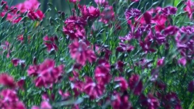 гвоздички на грядке за домом смотреть онлайн