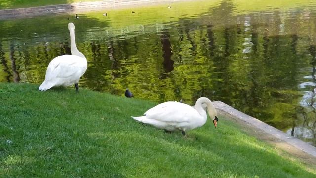 Летний сад. Лебеди [4K]