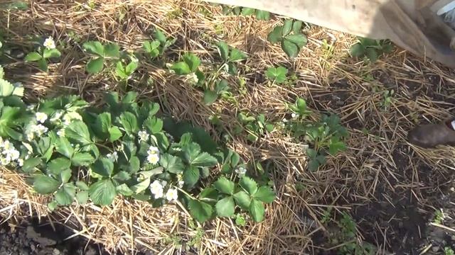Зачем накрывать клубнику агроспаном смотреть онлайн