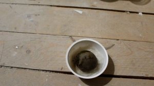 Что посеешь, то и пожнёшь или моя рассада 2022 года