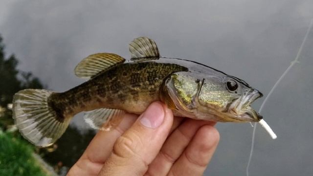 Самая худшая рыба в качестве живца - зимой на жерлицы! смотреть онлайн