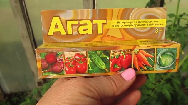 Защита кистей томатов от заломов.Профилактика заболеваний томатов.