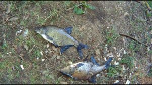 ОТЛИЧНЫЕ ЛЕЩИ! Ловля леща на резинку.