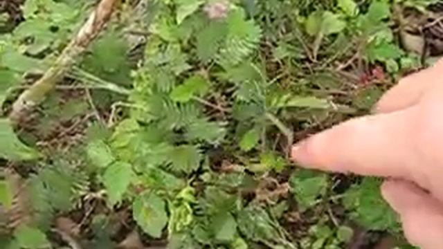 Мимоза смотреть онлайн