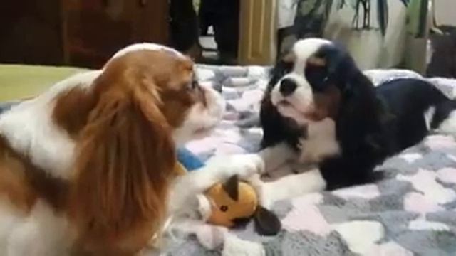 Разговор двух кавалеров)) Cavalier King Charles Spaniel#MozartVenera