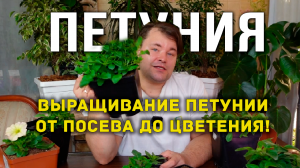 Выращивание петунии от посева до цветения. Новые сорта петунии.