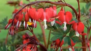 Дицентра великолепная Валентина (dicentra valentine) ? обзор: как сажать, саженцы дицентры Валентин