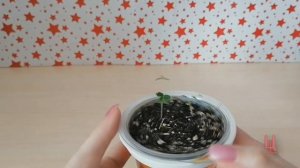 выращивание мимозы стыдливой из семян в домашних условиях