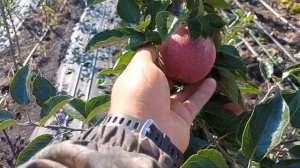 #САД МЕЧТЫ. Сорт яблони РЕД ЧИФ.Red Chief