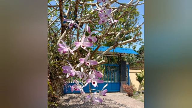 Decorative Painting/ Acrylic painting tutorial/ Awesome Orchids painting#acrylicart смотреть онлайн