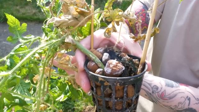 ОНО ВЫРОСЛО В ГОРШКЕ С ВОЗДУХОМ, ИТОГИ ЭКСПЕРИМЕНТА! смотреть онлайн