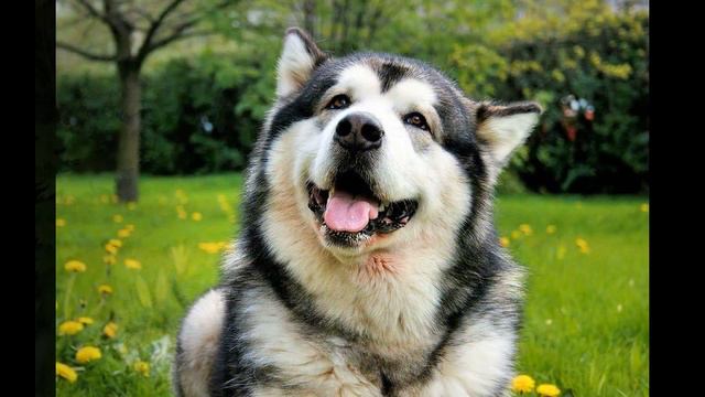 Аляскинский маламут (Alaskan Malamute) - порода собак