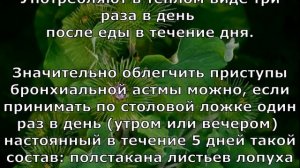 Применение лопуха от многих болезней в народной медицине