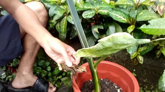 PAANO KO PINALAKI NA MAGANDA AT MALUSOG ANG VARIEGATED ALBO ALOCASIA? WATCH THIS VIDEO! смотреть онлайн