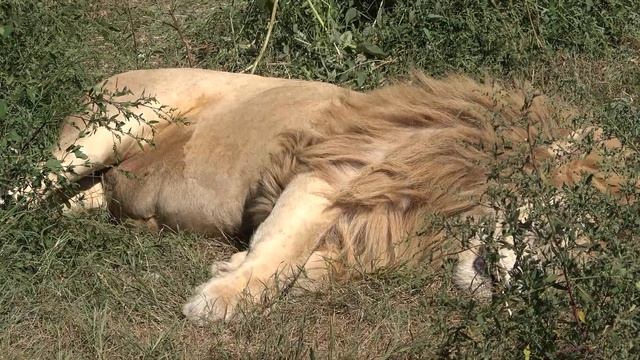 Что за лев такой сладко спит?) смотреть онлайн