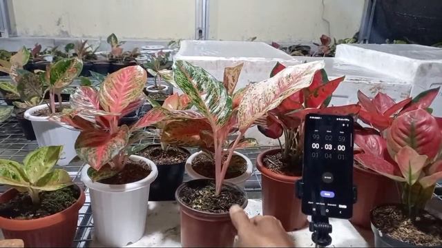 Aglaonema Golden Coin Dan Giveaway смотреть онлайн