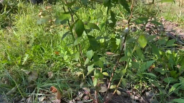 Голубика трехлетки от питомника Сад Полтавы. Новые приросты на саженцах весенней посадки смотреть онлайн