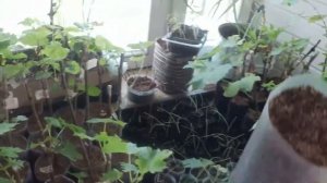 Отсохла точка роста у саженца винограда   Что делать?