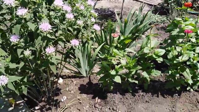 Красота!!! Зацвела монарда или садовый бергамод. смотреть онлайн