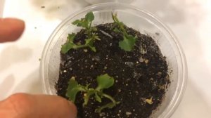 Кампанула 03.05.18 Пикирование рассады кампанулы