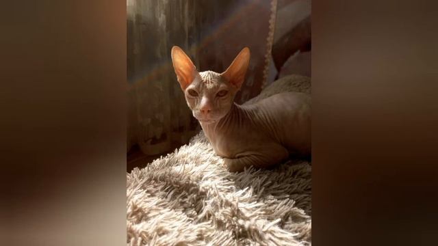 Плюсы и минусы породы сфинкс смотреть онлайн