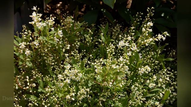 18 Popular Plants With White Flowers 🛋️ смотреть онлайн