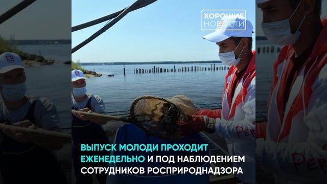 В реки и водохранилища России организуется выпуск мальков осетра и стерляди смотреть онлайн