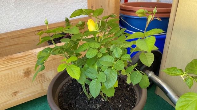 VLOG / ЧТО НА БАЛКОНЕ ?/ ГОТОВИМСЯ ОТМЕТИТЬ ДР ?/ НА ДАЧУ ПРИЕХАЛА КОМИССИЯ ? смотреть онлайн