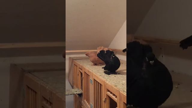 Жёлтый статный голубь 2014 . смотреть онлайн