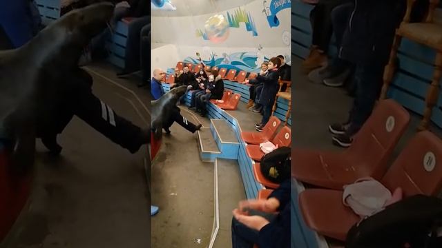 Морской котик Даша играет с Алисой в мячик. Приколы с животными смотреть онлайн