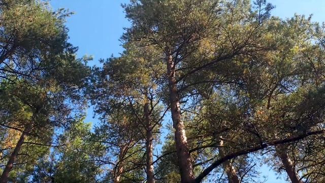 Куршская коса с квадрокоптера DJI Mavic Pro 4K смотреть онлайн