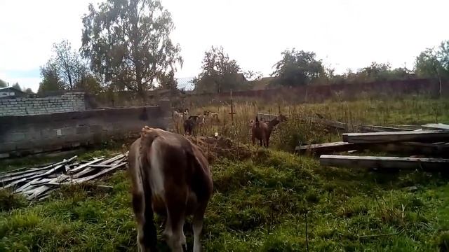 НЕЗВАННЫЙ ГОСТЬ // Если вашим ЖИВОТНЫМ УГРОЖАЕТ чужая СОБАКА смотреть онлайн