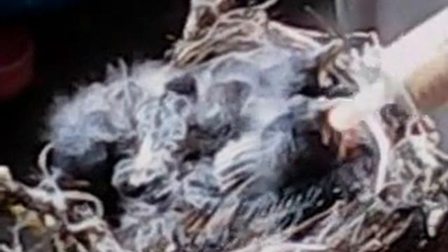 кормление птенцов щегла день 1.avi смотреть онлайн