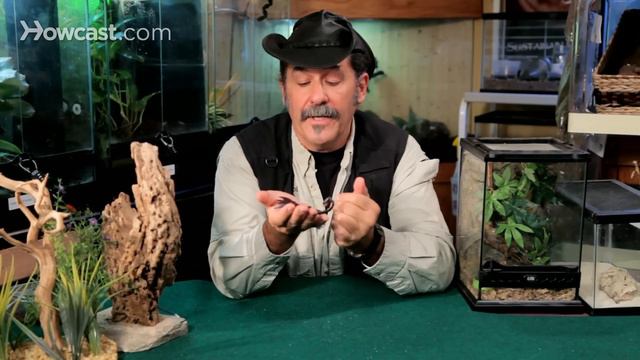Types of Scorpions | Pet Tarantulas смотреть онлайн
