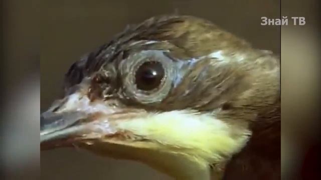 МАЛЕНЬКАЯ, но очень КОВАРНАЯ птичка и ее друзья! МЕДОУКАЗЧИК интересные факты смотреть онлайн