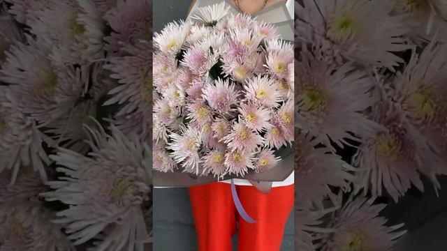 15 розовых игольчатых хризантем Каприоль #хризантемы смотреть онлайн