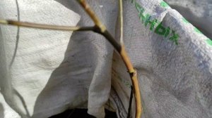 Персик в Омске. Состояние после зимы. Сорт « Памяти Бубнова»(потомок Персика Латвийского)