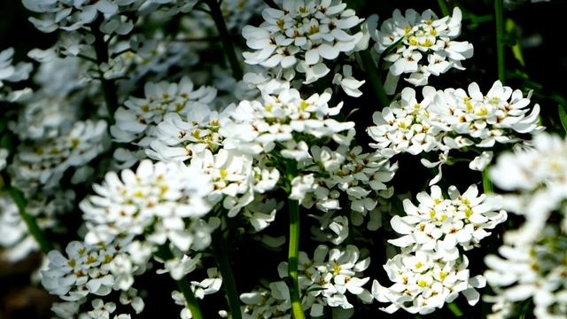 ПОСАДИТЕ МОРОЗОСТОЙКИЕ ЦВЕТЫ В СЕНТЯБРЕ! БУДУТ РАДОВАТЬ ПЫШНЫМ ЦВЕТЕНИЕМ смотреть онлайн