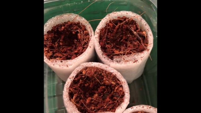 ПОСЕВ ЭУСТОМЫ !!! Мой способ попробуйте и всё получится . смотреть онлайн