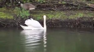 Истов - белой птицей