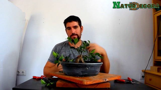 ficus ginseng como hacerlo bonsai - parte 2 смотреть онлайн