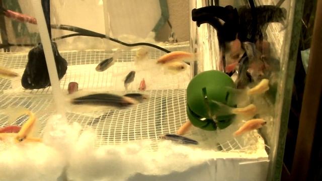 Массовый нерест ДАНИО ГлоФиш. Икра, Личинка, Малёк. смотреть онлайн