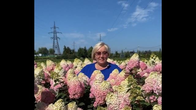 Внимание! Внимание! Внимание! Акция на гортензии Самарская Лидия смотреть онлайн