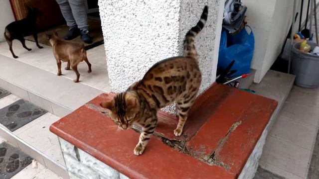 Бенгальский Кот как кот