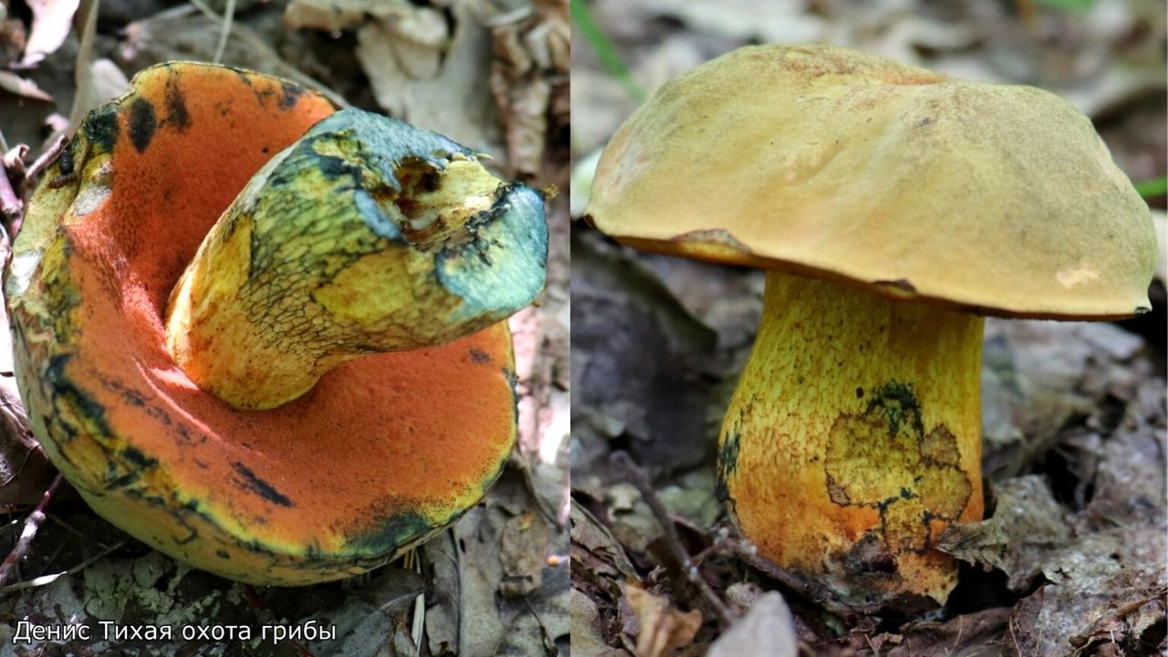 Дубовик оливково-бурый или дубовик обыкновенный (Suillellus luridus) смотреть онлайн